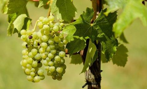 Wine grape vintage can be excellent this year