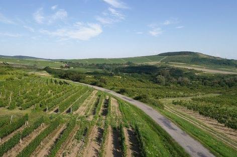 The Grand Tokaj Zrt., has begun contracting with the Tokaj-Hegyalja vine growers