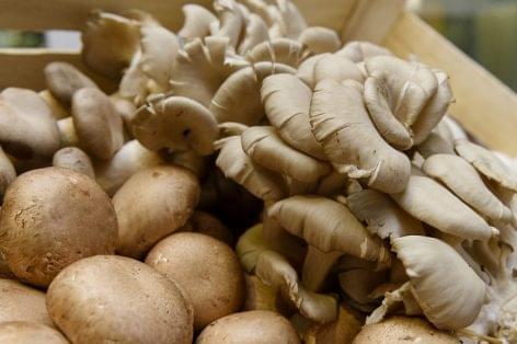 NAK wants us to eat more mushrooms