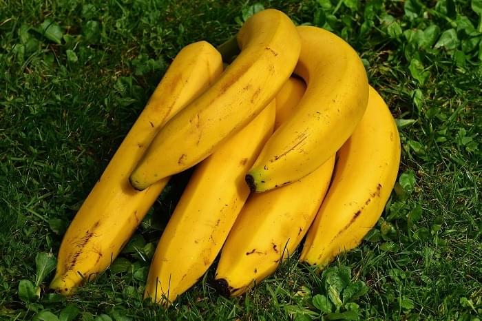 Gombafertozes Vegezhet A Kolumbiai Banannal Trade Magazin