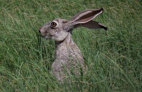 Ministry of Agriculture: Canada has opened its doors to Hungarian rabbit meat