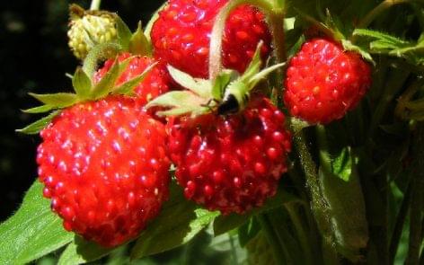 Fresh Hungarian strawberries will be available from NAK this weekend