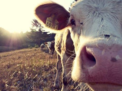 Waitrose Introduces App To Monitor Farm Animal Happiness