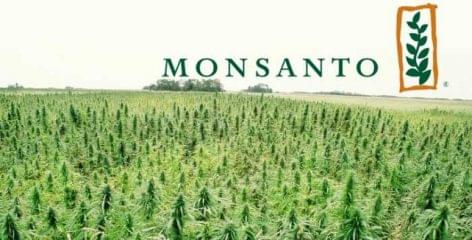 Az amerikai hatóságok sem állnak a Bayer-Monsanto egyesülés útjába
