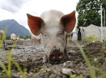 Tesco unveils £10m package for pig famers