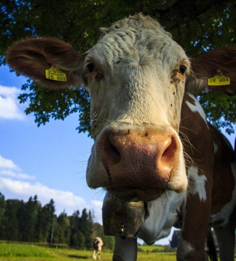 Rise in Hungary’s live cattle export