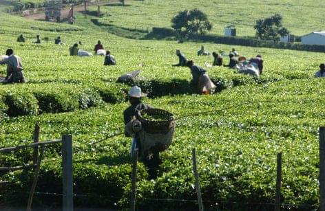 FAO: Global tea consumption and production driven by robust demand in China and India