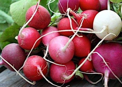 Giant Japanese radish can protect you from heart disease