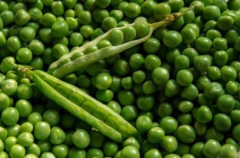 The pea yield increased by one-fifth