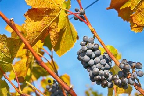 Kiemelt helyen a szőlő-bor ágazat fejlesztése