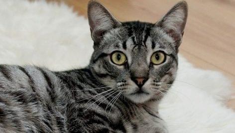 Határérték feletti cinktartalom miatt visszahívtak egy macskaeledelt