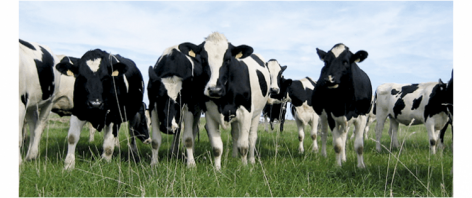 Bel Group: fenntartható tejgazdaság a WWF-fel