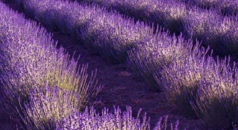 The opening of the 15th Lavender Week events in Tihany started with the opening of the lavender evaporator