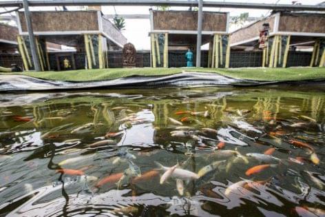 FAO highlights the great potential of genetic improvements in aquaculture for better food security