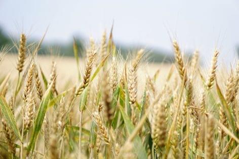 There will be more wheat in the world market