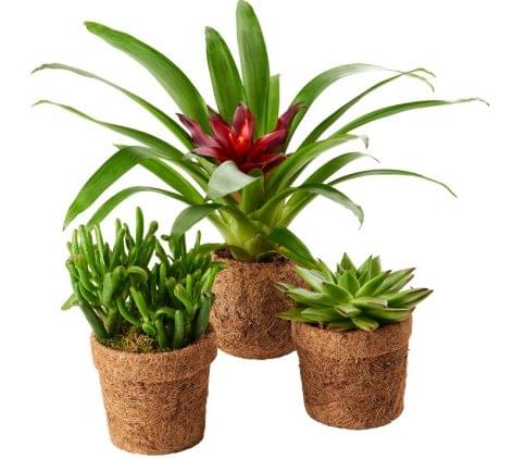 SPAR reduces the use of plastic with decomposes flower pots