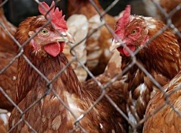 Nébih: Poultry can be restocked in Bács-Kiskun county and in the Csongrád district