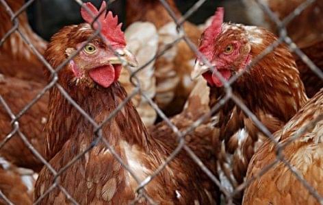 Nőtt a belföldi csirkefeldolgozás idén az Agrárközgazdasági Intézet szerint