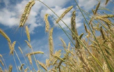 GOSZ: wheat prices are rising