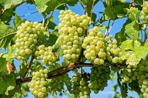A grape processing plant is being built in Ordacseh