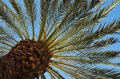 Israeli scientists plant date palms from two thousand year old seeds in Israel