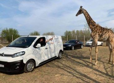 A car safari park opens in Hungary