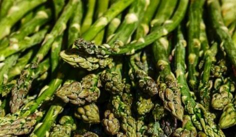 In Spain, Asparagus Lies Unpicked As Lockdown Shuts Out Migrant Workers
