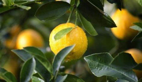 Megduplázódnak a citromárak Európában