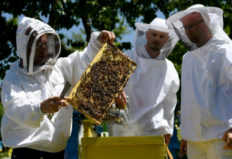 Lockdown gives Albanian beekeepers a ‘golden year'