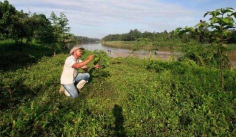 Hárommillió fát ültet a Nestlé Malajziában 2023-ra