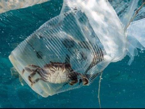 Az idilliből az ijesztőbe, avagy milyen halban mennyi a műanyag – A nap videója
