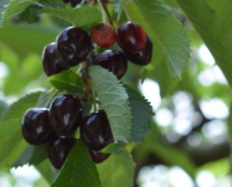 A szomolyai rövidszárú fekete cseresznye is védelmet kapott az unióban