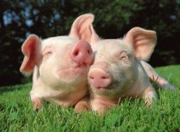 Agricultural Marketing Centre: Celebrate with piglets