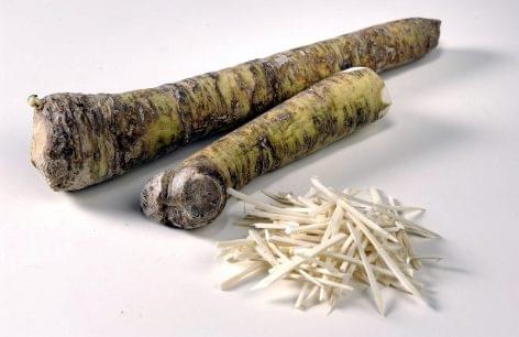 Nébih: marking errors were found in the examination of glassy horseradish