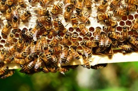 Méhek Napja – tőlük függ élelmiszerellátásunk jövője