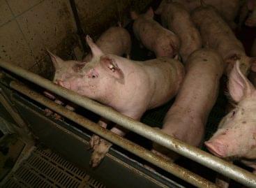 (HU) A NAK kiadványai eloszlatják az állattenyésztés-ellenes rosszindulatú tévhiteket