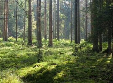 AM: Among natural values and resources, forests play a key role today