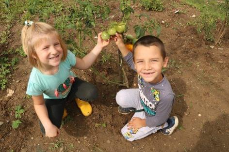 The seedling program with the involvement of the smallest gardeners has been successfully completed