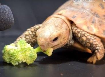 (HU) Éhes teknős brokkolival álmodik – A nap videója
