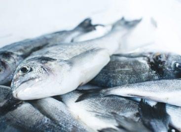 A hazai halgazdálkodási ágazat profitálhat az EUROFISH tevékenységéből