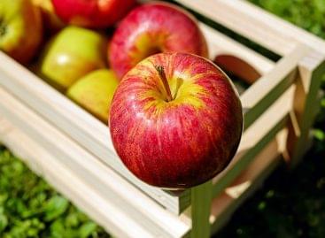 Majdnem 7 százalékkal nagyobb az európai almakészlet az egy évvel korábbinál
