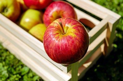 Majdnem 7 százalékkal nagyobb az európai almakészlet az egy évvel korábbinál