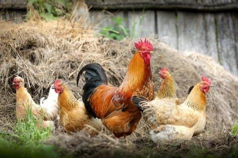 Bird Flu Spreads To Poland, Hitting Farms Totalling 650,000 Poultry