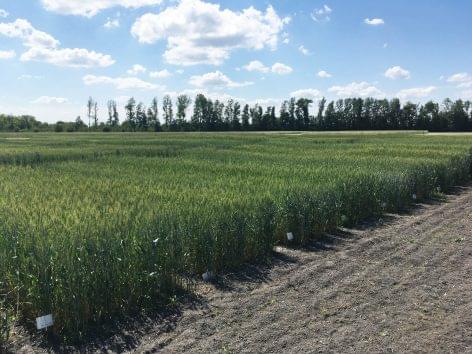 The national eco-wheat variety experiment was successful