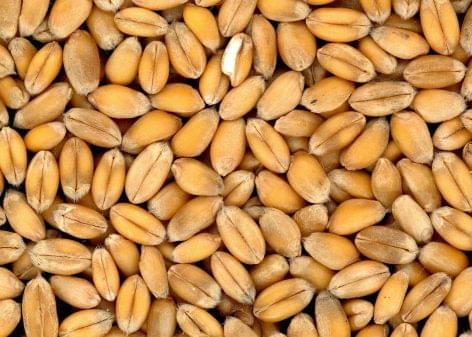 Wheat’s per tonne price nears 100,000 forints