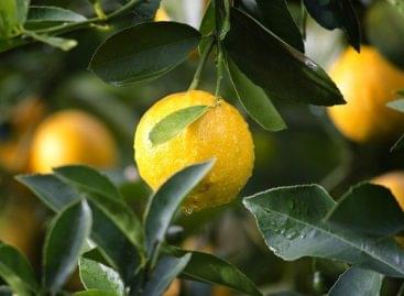 Fejenként egyetlen citrom jár az új-zélandi szupermarketekben