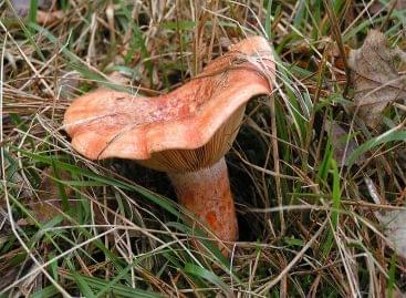 The ízletes rizike became the mushroom of the year