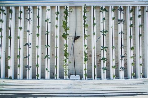 New system brings vertical farming closer to nature