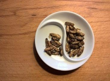 Sapporo ‘vending machine land’ store begins selling insect snacks, other unusual items