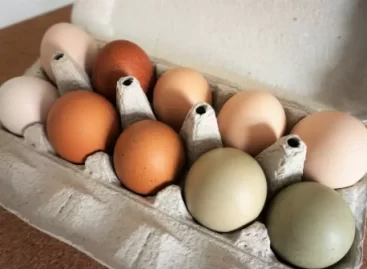 Nő a tojások ára a madárinfluenza és a háború miatt